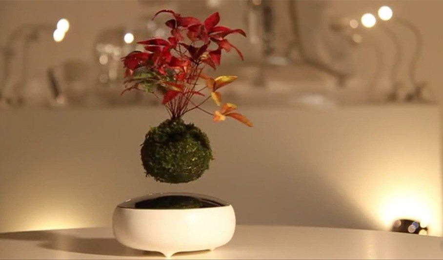 bonsai flottant